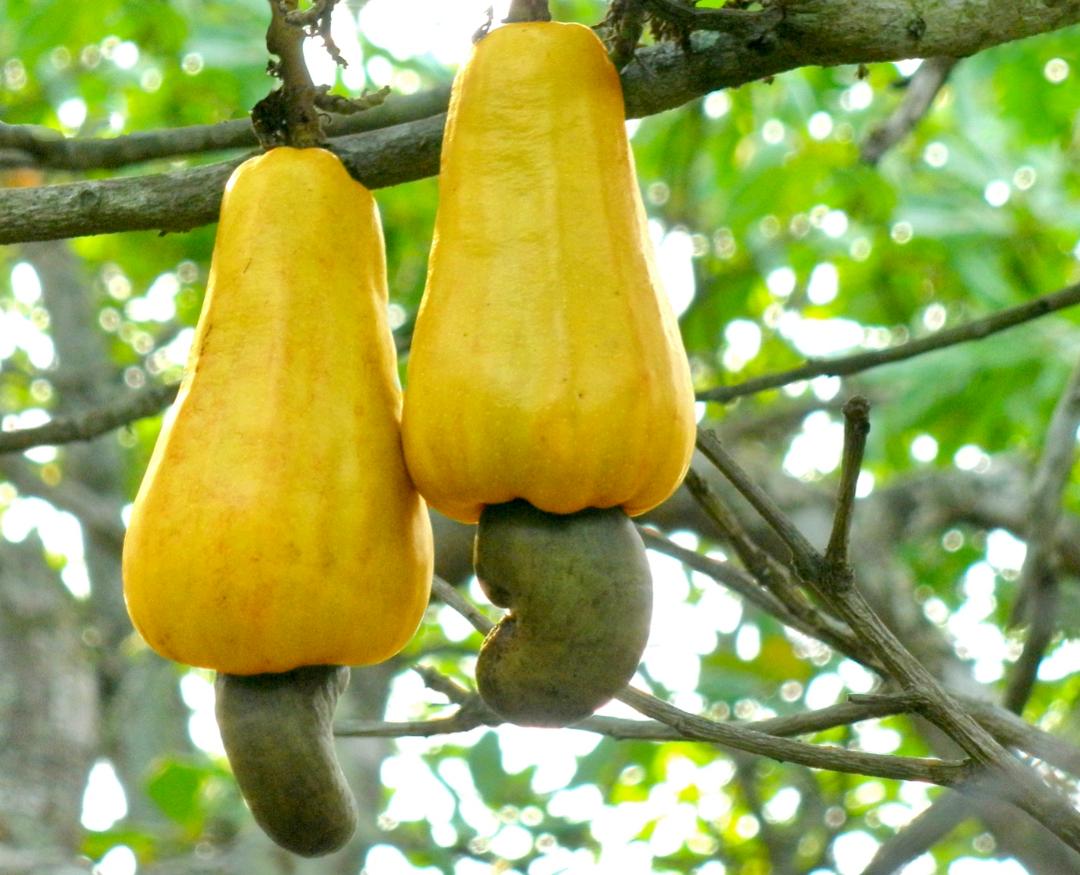 Agriculture Project 3