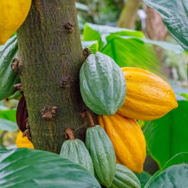 Agriculture Project 4